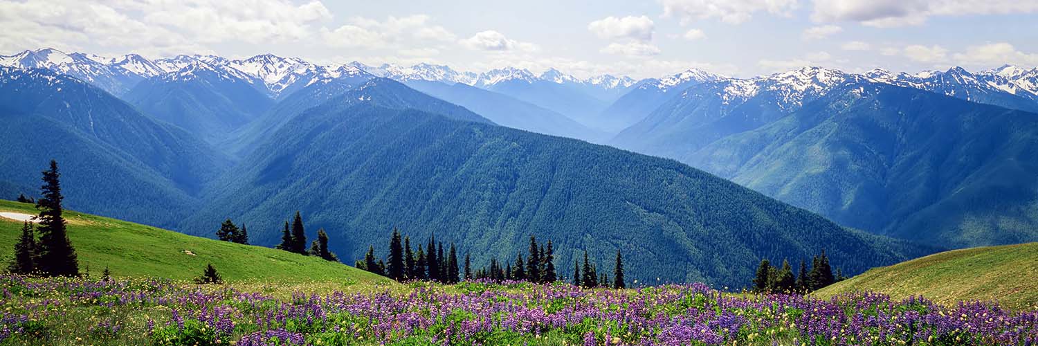 Hurricane Ridge Meadows