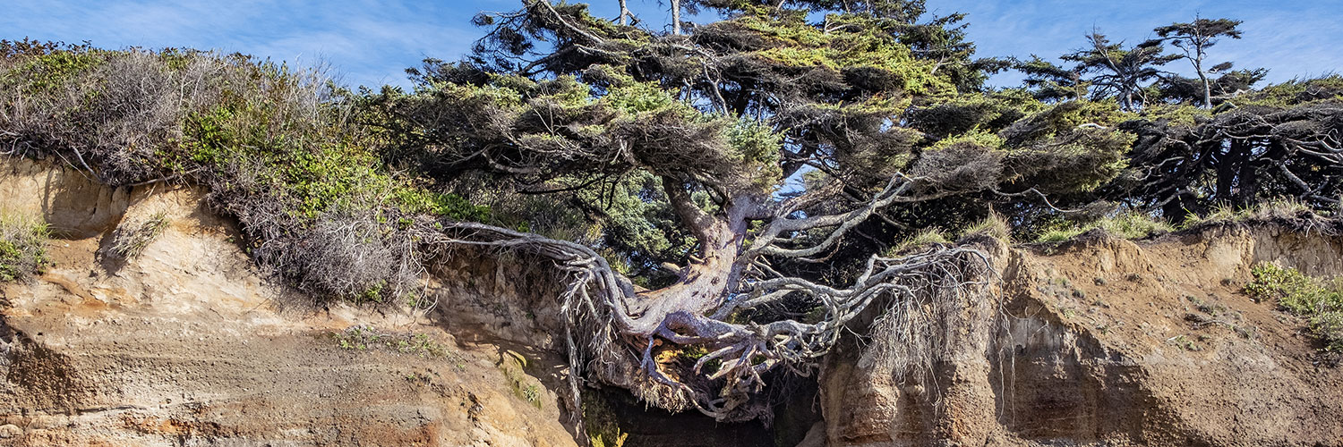 Tree of Life at Kalaloch Beach in Olympic National Park