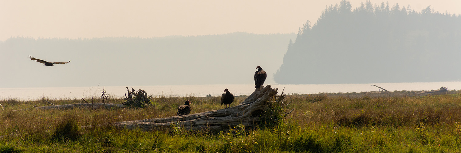 Dosewallips State Park Deltas