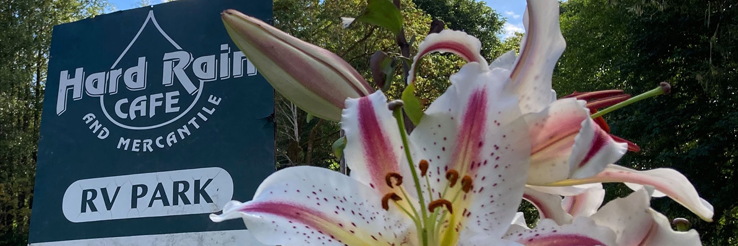 Hard Rain Cafe and Flowers