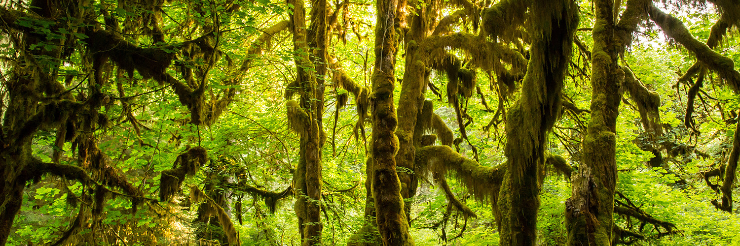 Hoh Rainforest