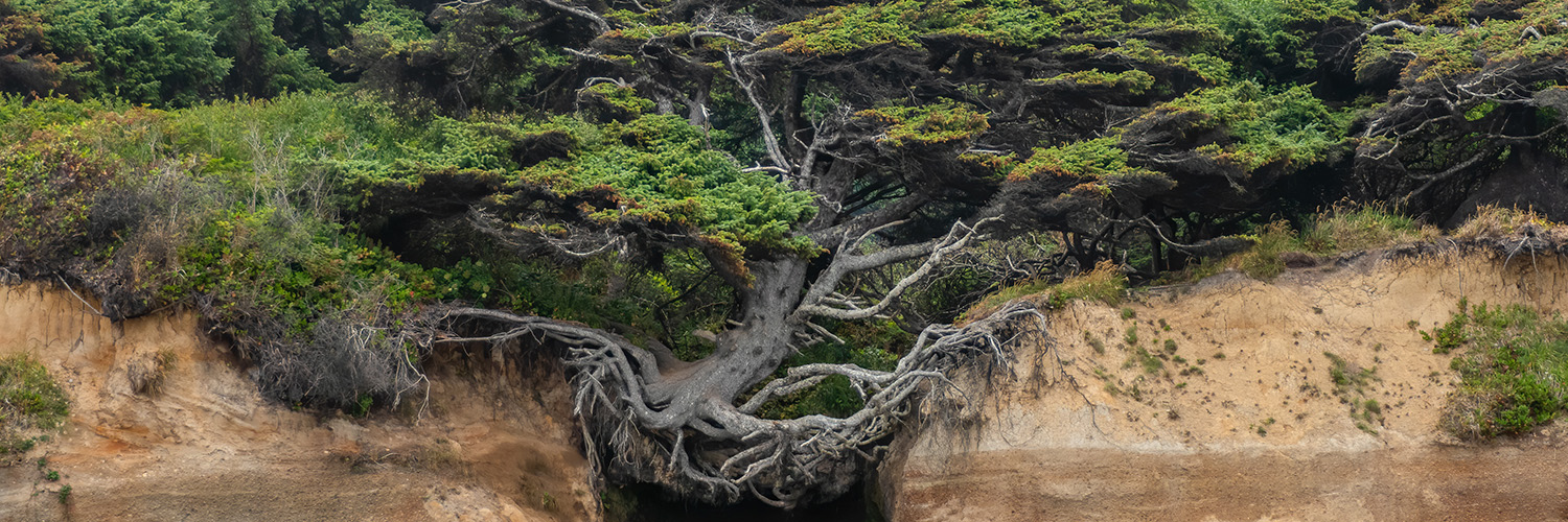 The Tree of Life at Kalaloch