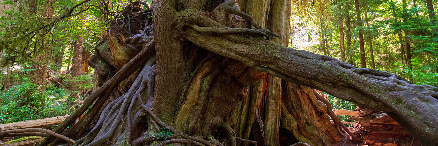 Duncan Memorial Cedar Tree