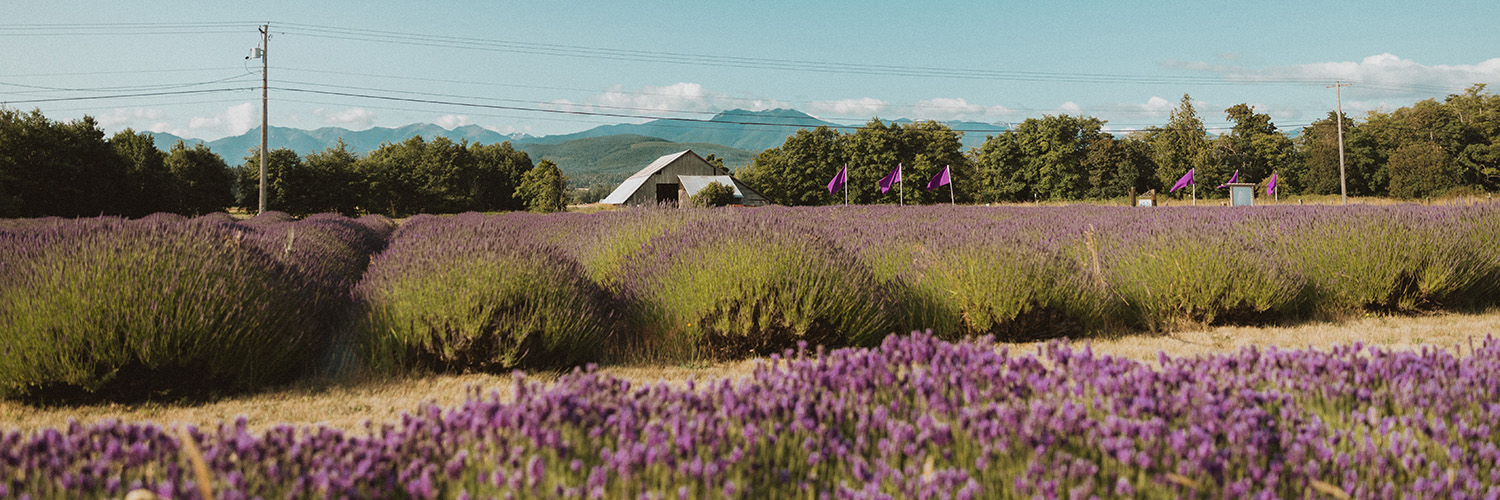 Lavender Festival in Sequim, Washington