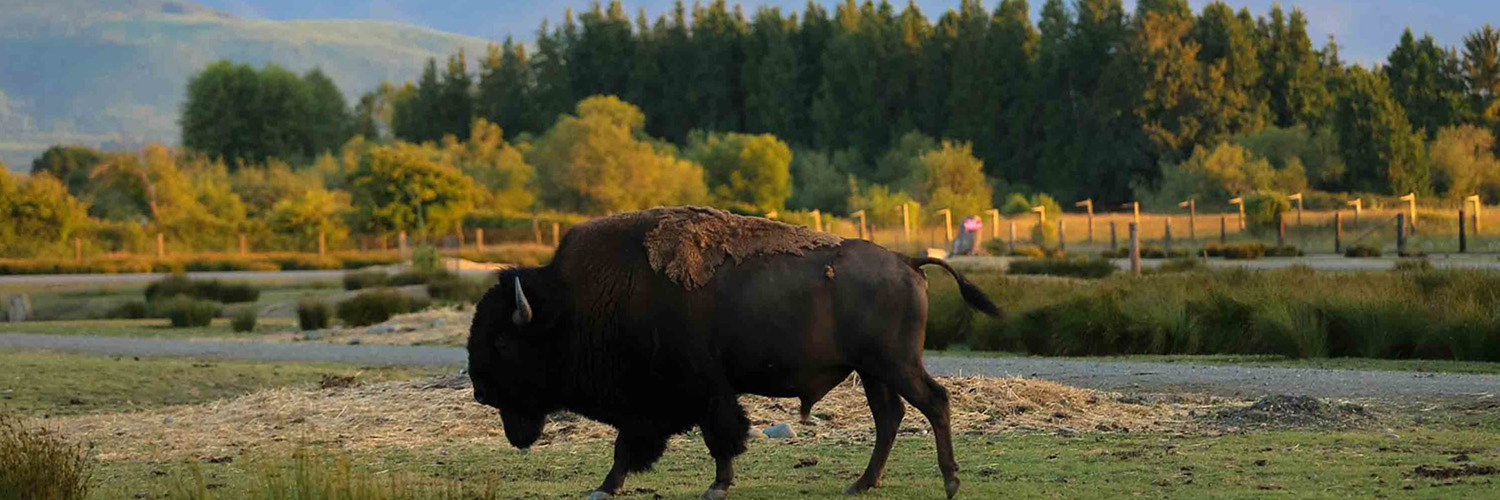 Olympic Game Farm