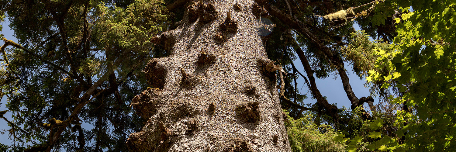 World's Largest Sitka Spruce Tree