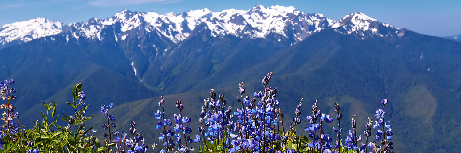 Flowers at Hurricane Ridge