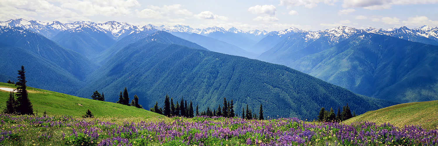 Hurricane Ridge in Olympic National Park