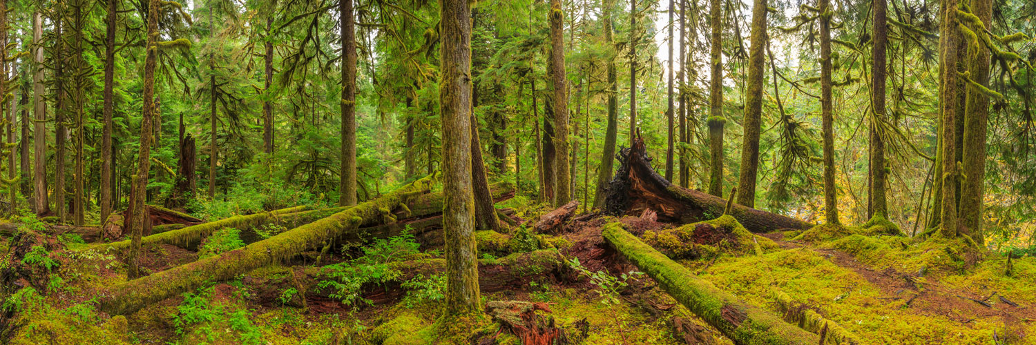 Hoh Rainforest