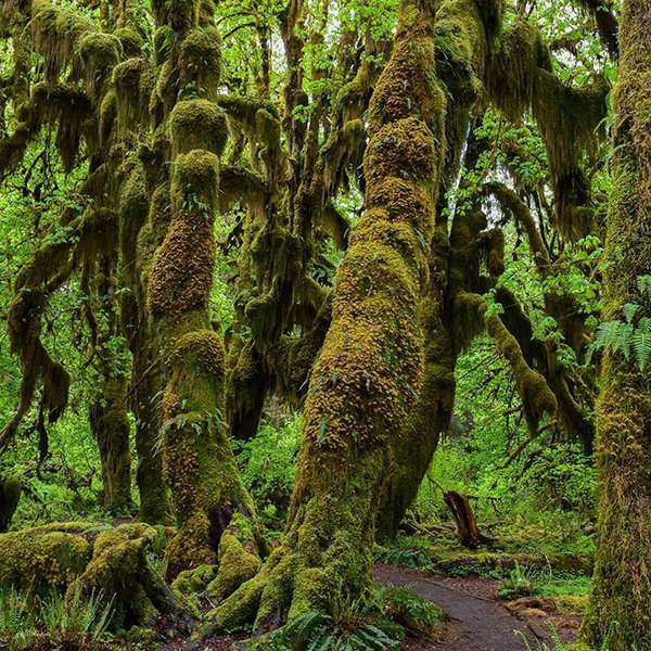 Hoh Rain Forest and Rialto Beach Guided Tour with Ferry | Black Ball ...