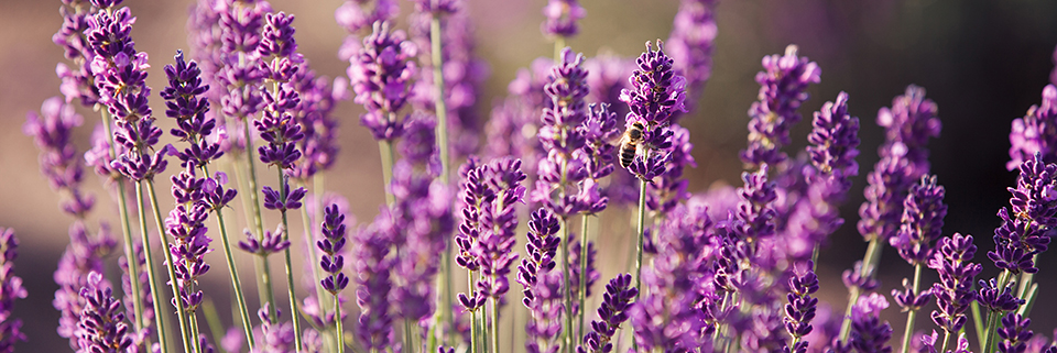 Sequim Lavender Festival | Black Ball Ferry Line | Daily Departures to ...