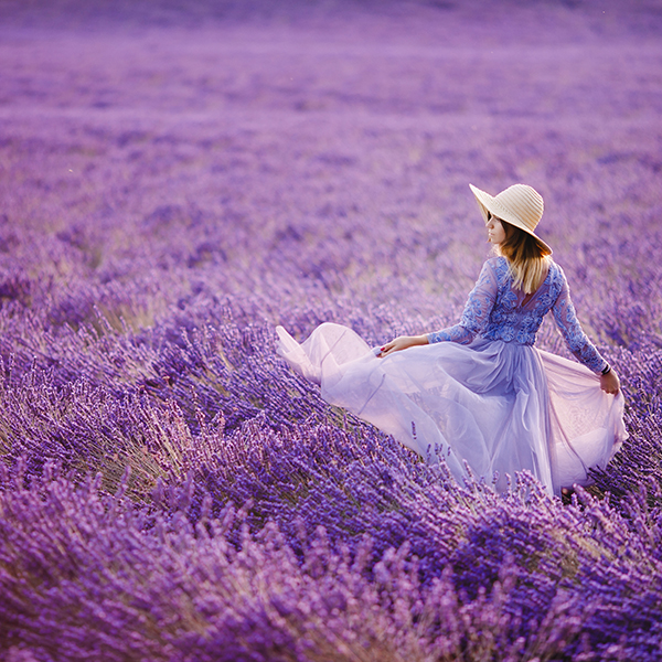 Sequim Lavender Festival | Black Ball Ferry Line | Daily Departures to ...